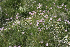Tulipa saxatilis