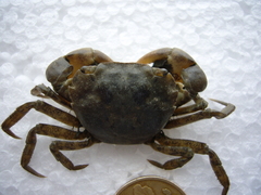 Hemigrapsus penicillatus