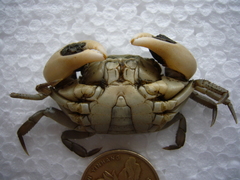 Hemigrapsus penicillatus