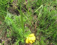 Eulophia leontoglossa