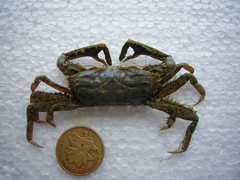Macrophthalmus