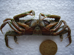Macrophthalmus