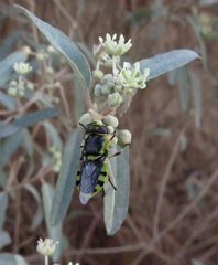 Hedriodiscus truquii