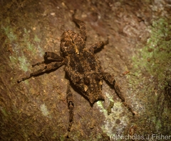 Poropterus parryi