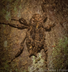 Poropterus parryi