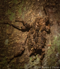 Poropterus parryi