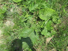 Berkheya speciosa