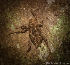 Poropterus parryi
