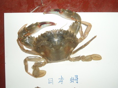 Charybdis japonica