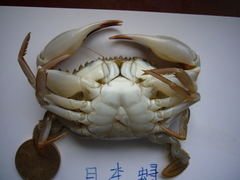 Charybdis japonica