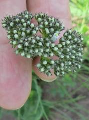 Agathisanthemum bojeri