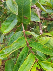 Qualea multiflora