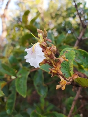 Qualea multiflora