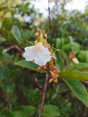 Qualea multiflora