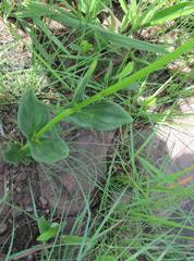 Agathisanthemum bojeri