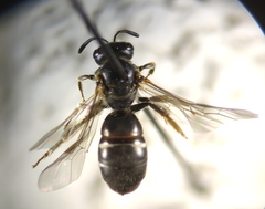 Lasioglossum interruptum