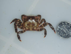 Hemigrapsus sanguineus