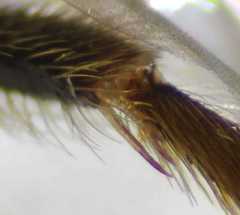 Lasioglossum interruptum