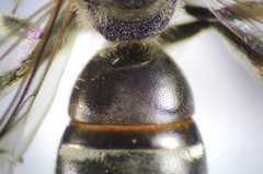 Lasioglossum interruptum
