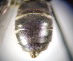 Lasioglossum interruptum