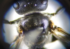 Lasioglossum interruptum