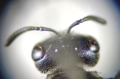 Lasioglossum interruptum