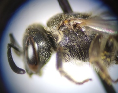 Lasioglossum interruptum