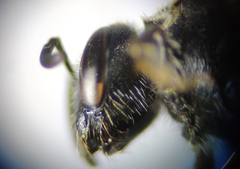 Lasioglossum interruptum