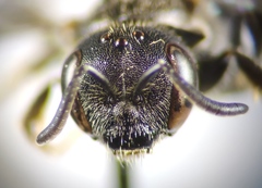Lasioglossum interruptum