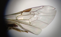 Lasioglossum interruptum