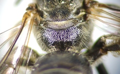 Lasioglossum interruptum