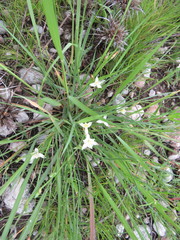 Chlorophytum calyptrocarpum image