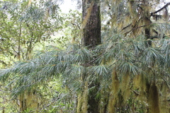 Pinus ayacahuite