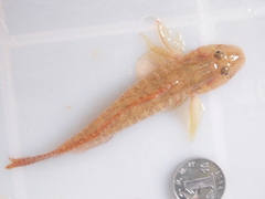 Rhinogobius