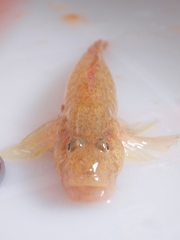 Rhinogobius