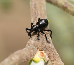Rhynolaccus formicarius