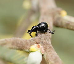 Rhynolaccus formicarius