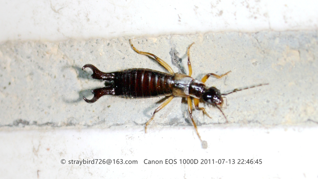 Forficula macrobasis