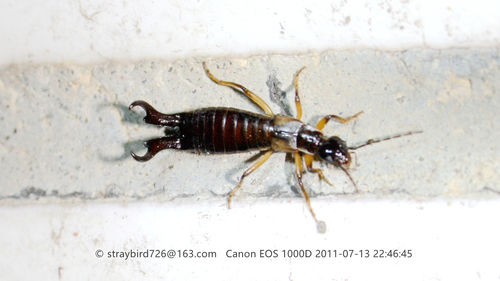 Forficula macrobasis · iNaturalist