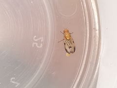 Minettia inusta