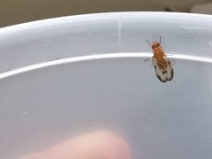 Minettia inusta