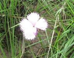 Dianthus zeyheri