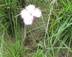 Dianthus zeyheri