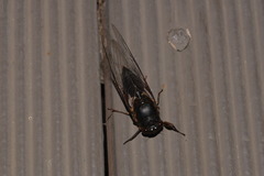 Birrima castanea