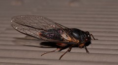 Birrima castanea