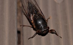 Birrima castanea