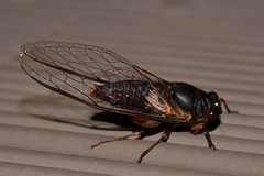 Birrima castanea