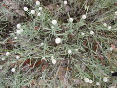 Calocephalus lacteus