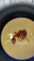 Myrmica specioides