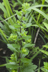 Artemisia keiskeana